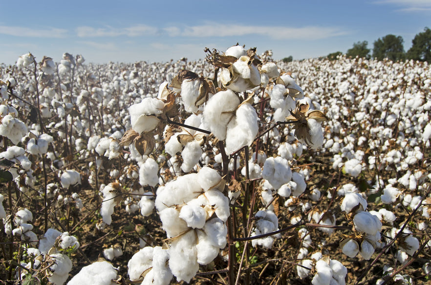 GOTS Organic Cotton vs. Conventional Cotton- is it really worth it?
